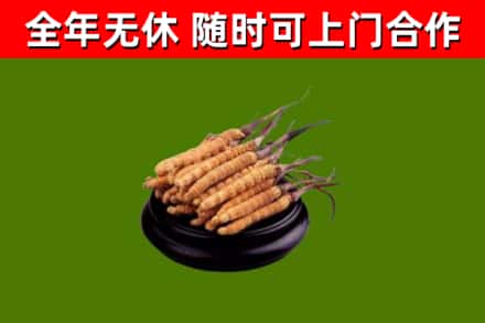 平陆回收散虫草