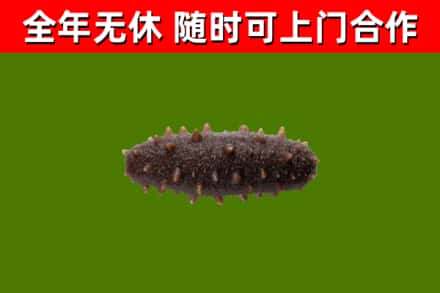 平陆回收海参干